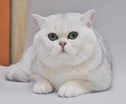 British Chinchilla Cat Hayvan