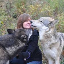 The 11 Very Best Day Trips You Can Possibly Take In Massachusetts Pet Wolf Animals Beautiful Free Siberian Husky Puppies
