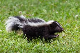 Believe it or not, skunks are repelled by this smell, but not their own spray! How To Get Rid Of The Smell Of Skunk In A Home Or Garage