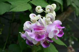 Maybe you would like to learn more about one of these? Snail Vine Desert Horizon Nursery