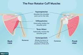 Tendonitis in a shoulder doesn't just happen out of the blue for no reason, and it's not caused by 'repetitive' activity. Rotator Cuff Anatomy Function And Treatment