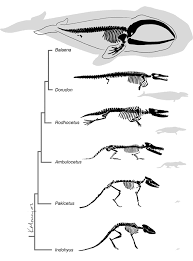 whale evolution evolution prehistoric animals