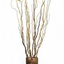 Botanicals Curly Willow