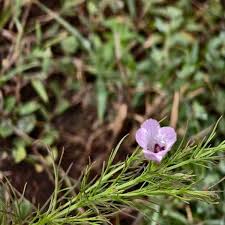 Image result for Micrargeria filiformis