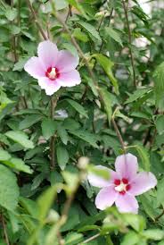 Waimeae), found naturally on the. Hibiscus Transplant Info When And How To Transplant A Hibiscus