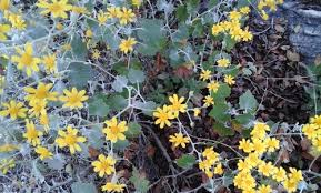 Image result for Cineraria mazoensis