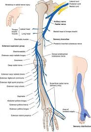 Radial Nerve Roots Bing Images Radial Nerve Nerve Anatomy Human Anatomy And Physiology