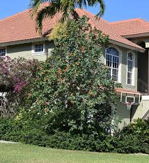 Image result for Geigeria engleriana