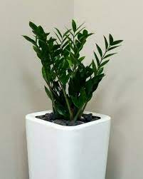 Indoor Landscaping At Dubai Indoor Landscaping Best Indoor Plants Plant Supplies