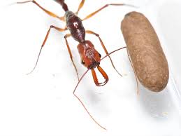 Image result for Arthropteris antun-gupffertiae