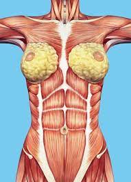 We find type ii b fibers throughout the body, but particularly in the upper body where they give speed and strength to the arms and chest at the. Stretched Abdominal Muscles Muscle Anatomy Anatomy Muscle Women