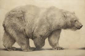 Image Result For Realistic Polar Bear Drawing Ursinho Desenho Ursos Animais