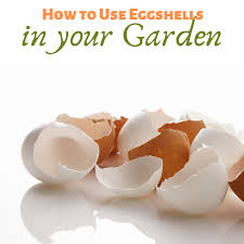 Unsure what to plant in your area? How To Use Eggshells In Your Garden Homemade And Happy