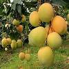 The flesh is orange in colour and tender filled with strong mango. Https Encrypted Tbn0 Gstatic Com Images Q Tbn And9gcqo8pkq38vsyyoakdatrzv S3aqr7j6qivumxi Va0d0bk0psro Usqp Cau
