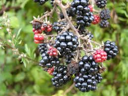 Image result for Rubus
