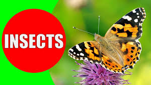 › verified 4 months ago. Insects For Kids Learning Insect Names And Sounds For Children Toddle Insects For Kids Kids Learning Insects Names