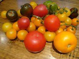 Cherry & grape hybrid varieties variety relative maturity shape size plant characteristics disease info honey bunch red jelly bean 75 oblong 20 gr. Different Types Of Tomato Varieties For Growing