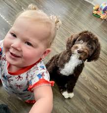 Gouldbusk Goldendoodles