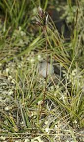 Image result for Enneapogon scoparius