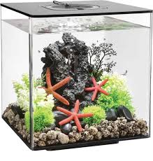 Money back guarantee · free shipping 27 Betta Fish Tank Ideas Wonderfully Creative Designs