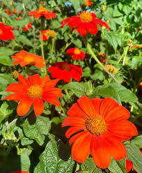 Image result for Tithonia