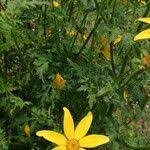 Image result for Bidens oligoflora