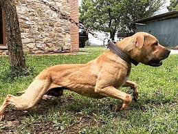 Apbtoaxaca Pitbull Americanpitbullterrier Dog Apbt Pit Dog American Pitbull Terrier Man And Dog