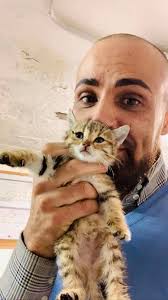 25-0136 "Elphaba" is a 2 month old female DSH white and grey Kitten. She is  up to date