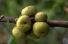 Image result for Ficus saussureana