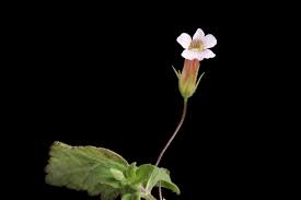 Image result for Stemodia serrata