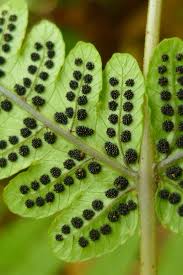 Image result for Pneumatopteris unita