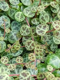 The leaves will appear shriveled and dried up. How To Care For The Unique String Of Turtles Plant Including Propagation Tips