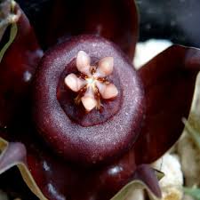 Image result for Duvalia polita