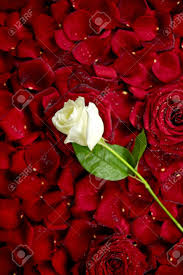 Players were able talk to the lady niya or evil niya in burthorpe for more information. White Rose On Red Rose Petals Valentine S Day Theme Roses Background Stock Photo Picture And Royalty Free Image Image 17880464