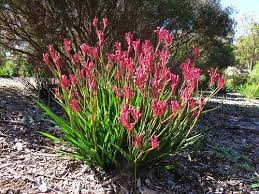 Pink Kangaroo Paw Australian Native Garden Kangaroo Paw Herbaceous Perennials