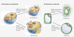 Maybe you would like to learn more about one of these? When Water Leaves An Animal Cell It Shrinks Diagram Png Image Transparent Png Free Download On Seekpng