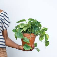 Put These Plants In Your Bedroom For The Best Sleep Ever In 2020 Buy Indoor Plants Indoor Plants Low Light Tall Indoor Plants