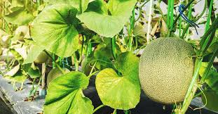 Growing onions indoors is a fun project and one that the kids will love to help with. Growing Cantaloupe The Complete Guide To Plant Care And Harvest Cantaloupe