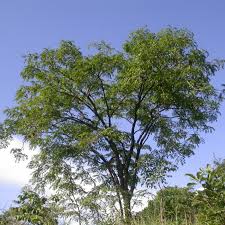 Image result for Isoberlinia angolensis