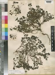 Image result for Stemodiopsis