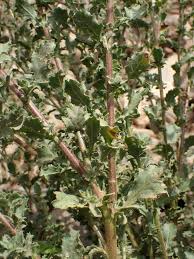 Image result for Pseudoconyza viscosa