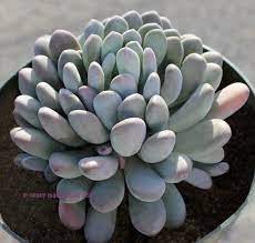 Jul 16, 2021 · blue, serpent like specimens growing over rocks and down the mountain. Plantfiles Pictures Echeveria Blue Echeveria Elegans By Kell