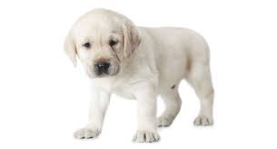 Hi, does anyone have any info about using lithium while having been diagnosed with afib. White Labrador A Complete Guide To This Wonderful Dog