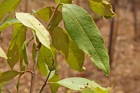 Image result for Combretum collinum