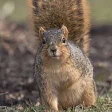 Image result for squirrel