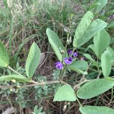 Image result for Neorautanenia