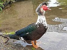 We did not find results for: Muscovy Duck Wikipedia