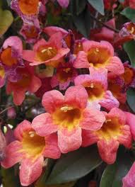 Image result for Bignonia