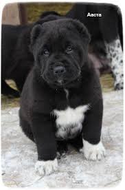 Founded in 1884, the akc is the recognized and trusted expert in breed, health and training information for dogs. Alabai Dog Puppies Kangal Dog