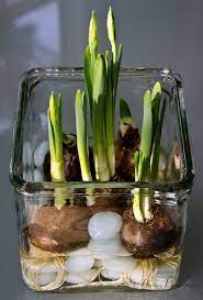 Tuesday S Tips Forcing Paperwhites Garden Gifts Bulb Flowers Plants